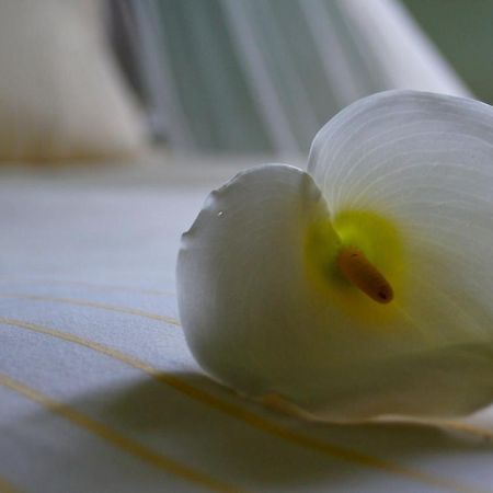 Casa Vacanze Magnolia Terricciola Esterno foto